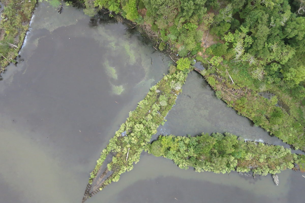 Marine life is thriving on discarded World War ships and weapons